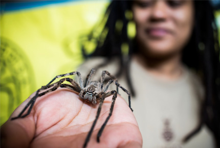 Spider at YeboGogga 2017.